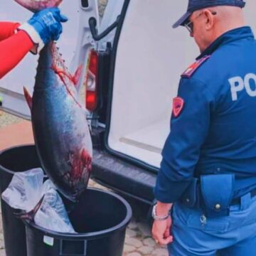 Scandalo ittico: il tonno rosso nel mirino delle autorità, l’appello dei pescatori