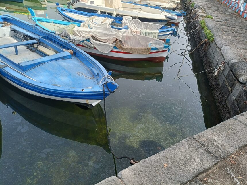 “Federazione Armatori Siciliani lancia l’allarme: ‘Stop alla vendita di pesce importato spacciato per pescato locale'”