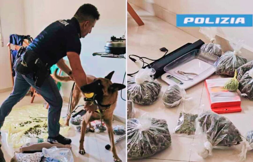 Catania: Arrestata Coppia per Coltivazione e Spaccio di Marijuana, Intervento della Polizia di Stato con Unità Cinofile